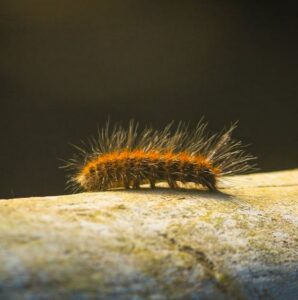 Chenille processionnaire