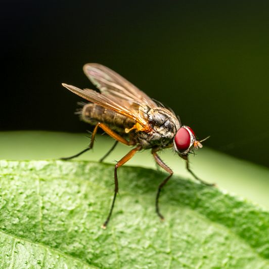 Mouche