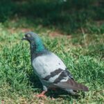 Pigeon