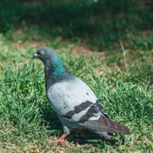 Pigeon