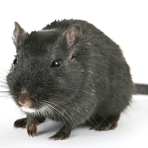 rat