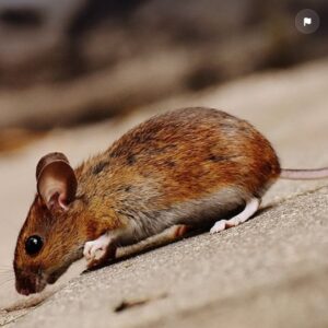 souris