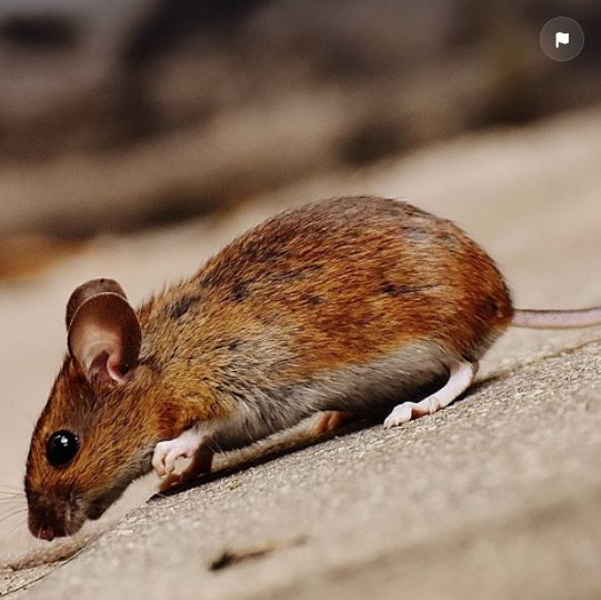 souris