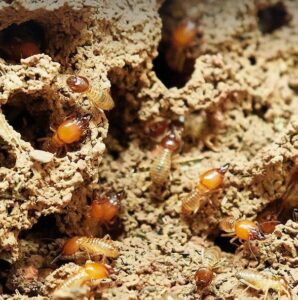 Termite